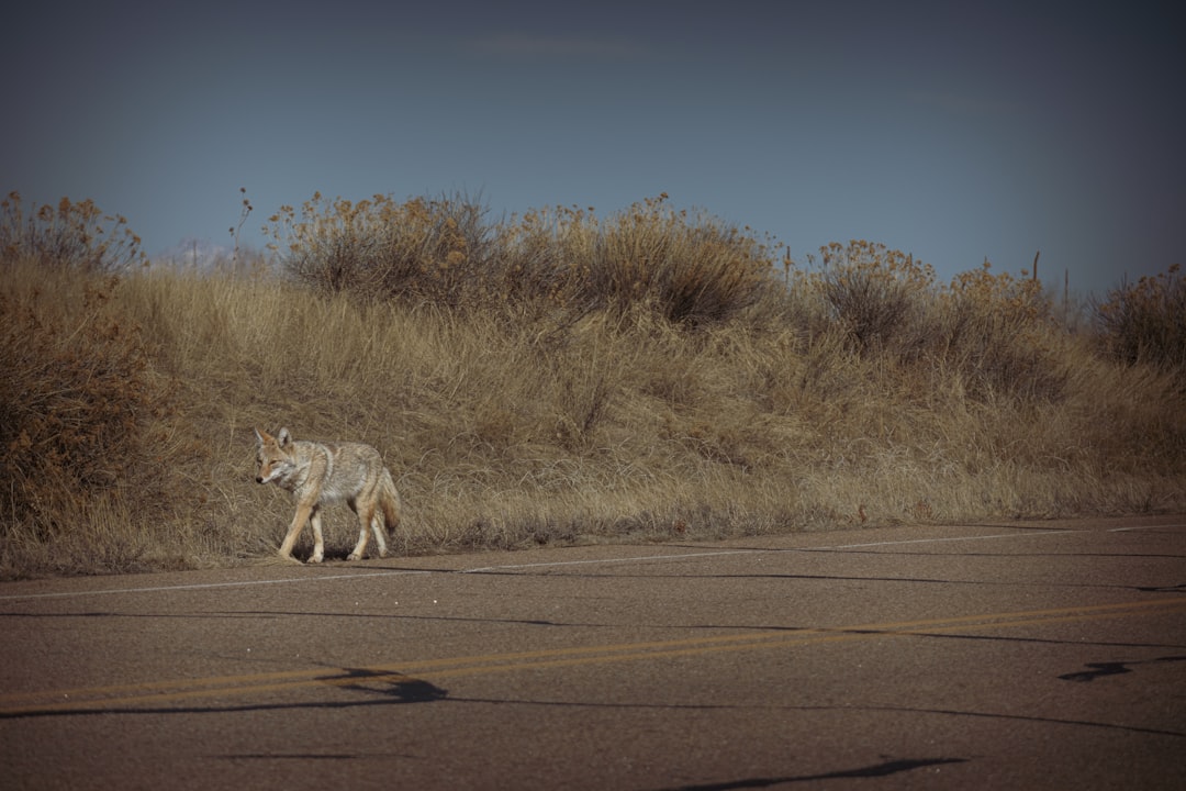 Embracing Change with Coyote Adaptability (image credits: unsplash)