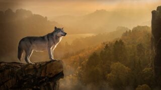 Wolves or Coyotes - Which One Would Be Your Spirit Guide?
