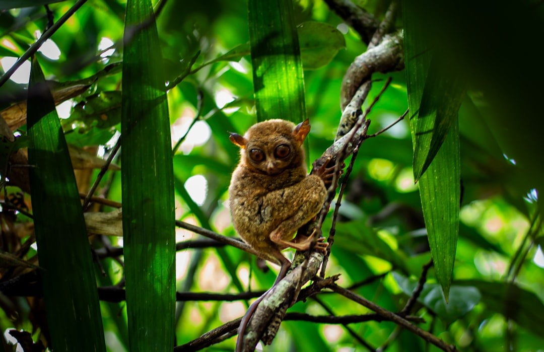 Yoda's Primate Inspiration (image credits: unsplash)