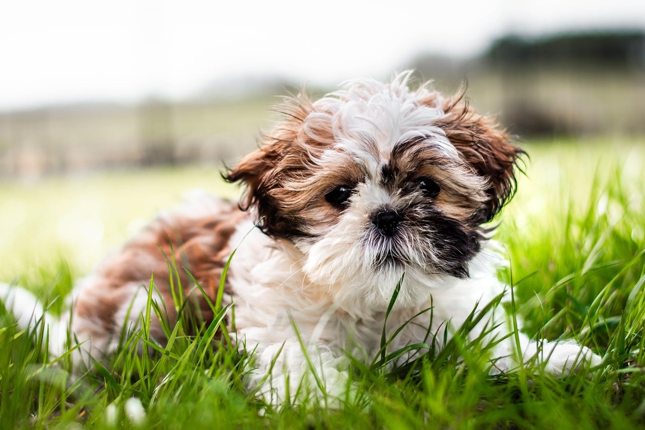 Ewoks and Man's Best Friend (image credits: pixabay)