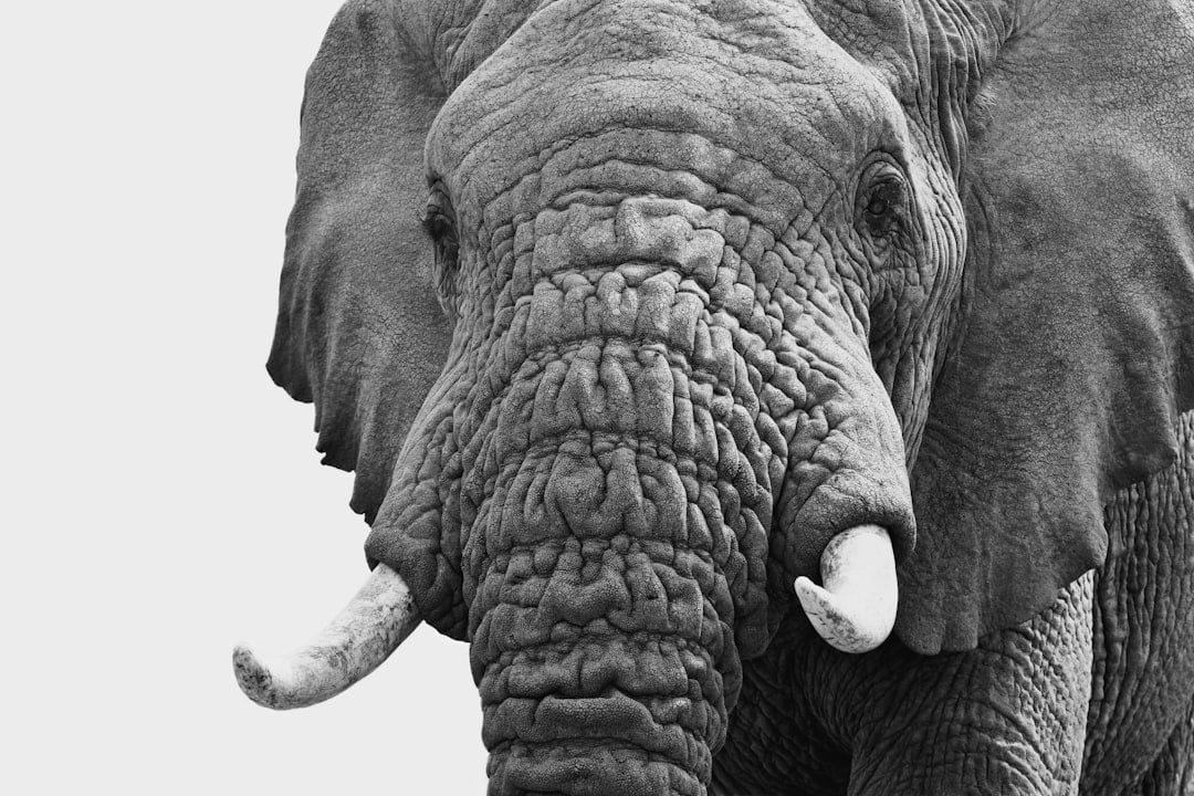 Banthas: Elephants in Disguise (image credits: unsplash)