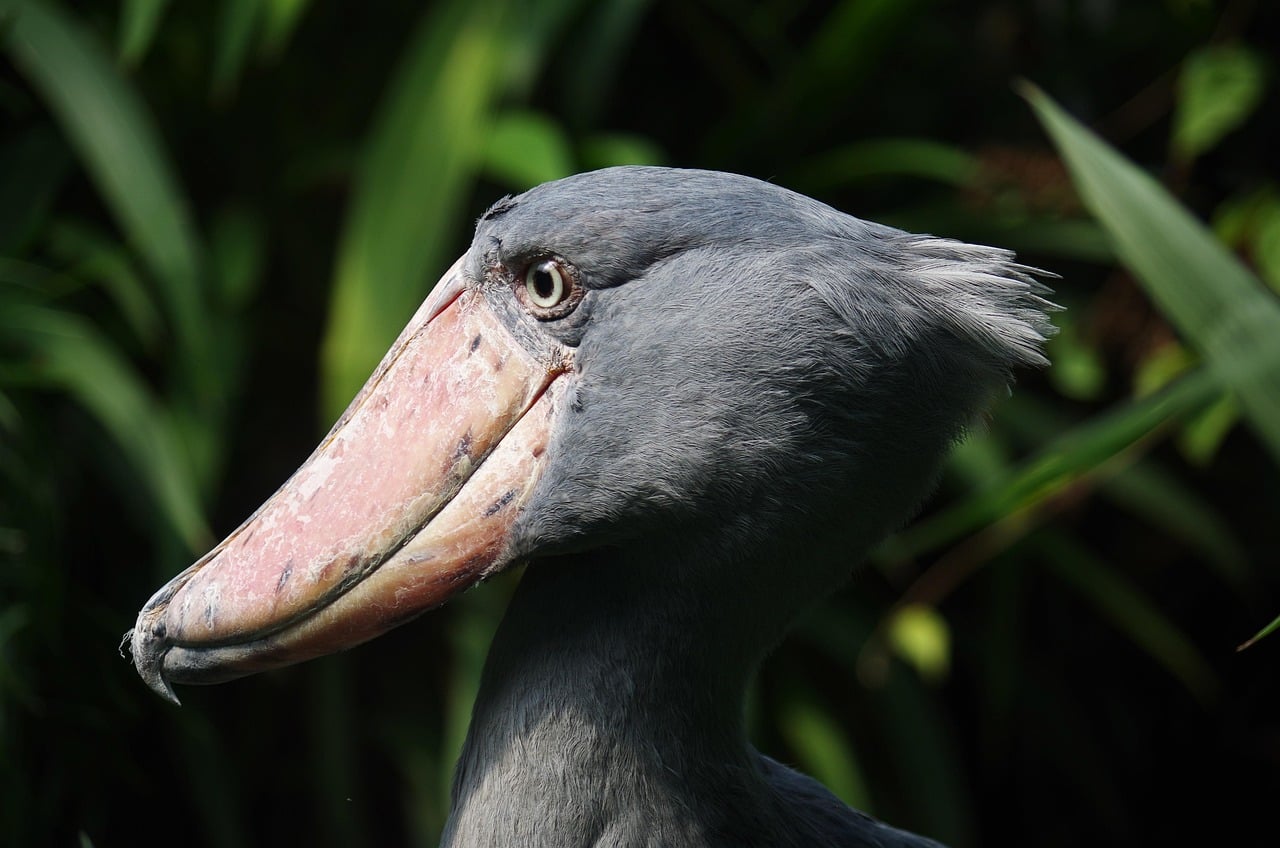 Jar Jar Binks: Dinosaur Duck (image credits: pixabay)