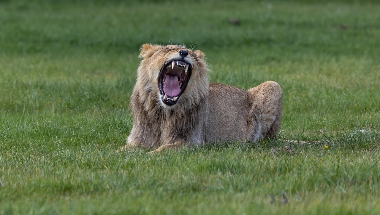 Nexu: Feline Predators (image credits: pixabay)