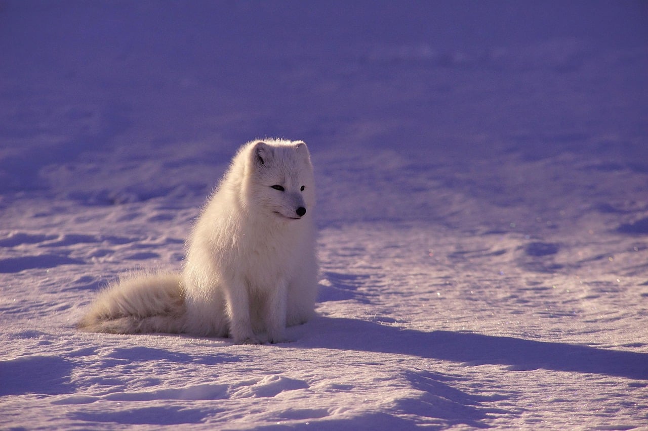 Crystal Foxes: Arctic Inspiration (image credits: pixabay)