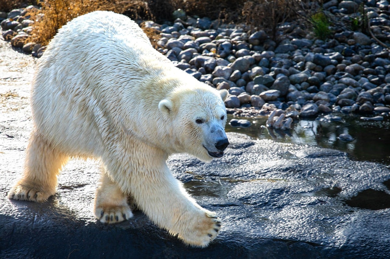 Wampas: Bears of the Ice Planet (image credits: pixabay)