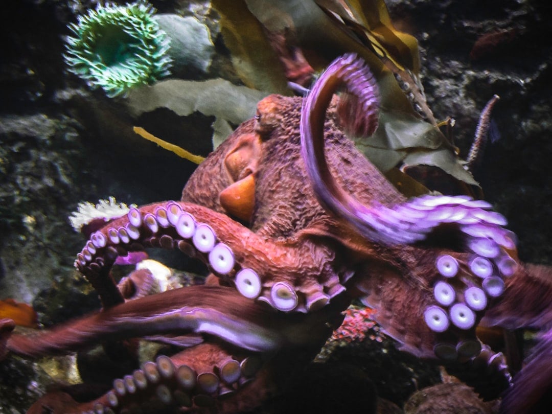 Mon Calamari: Ocean Intelligence (image credits: unsplash)