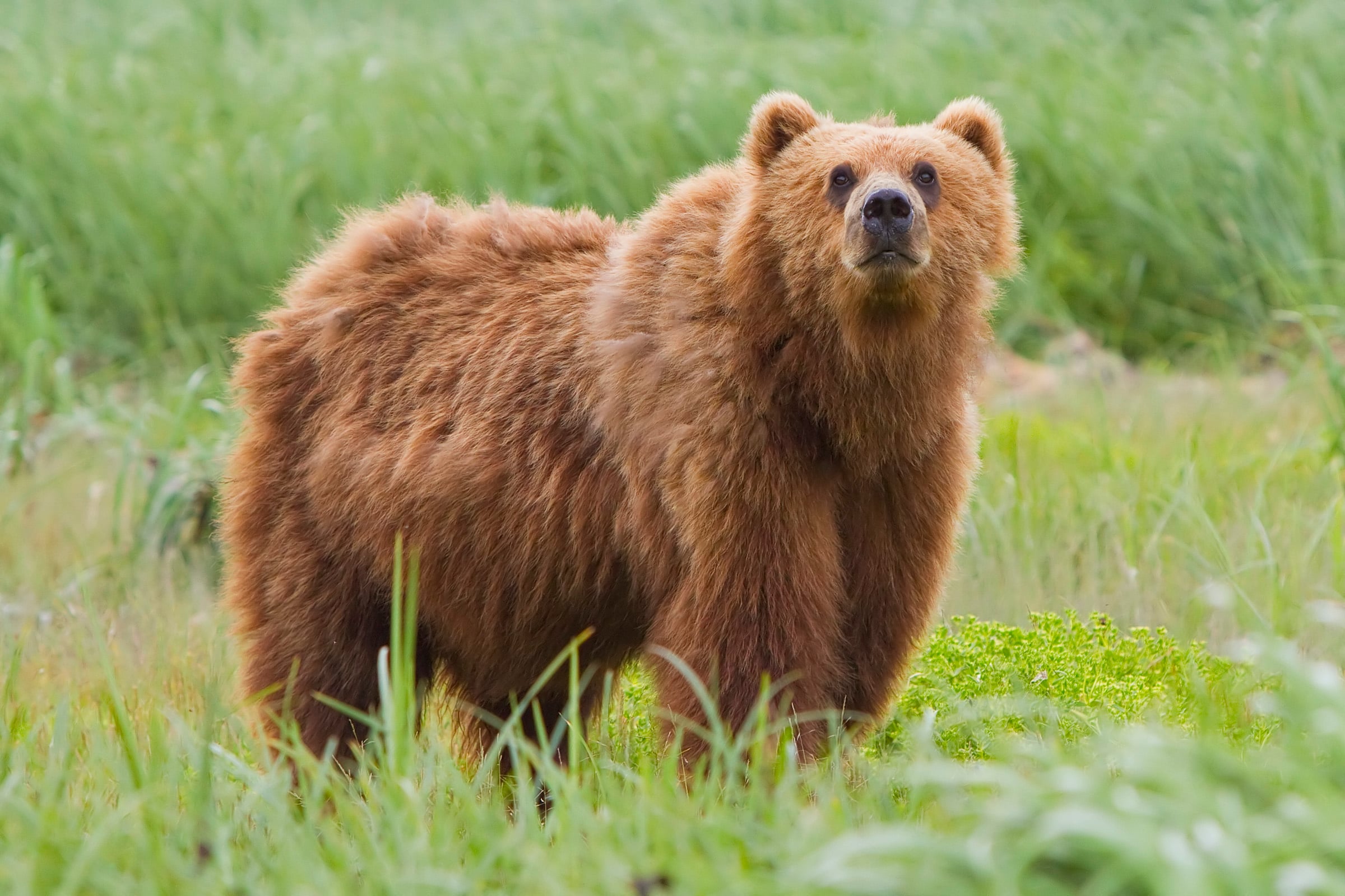 Rancors: Bear-Like Giants (image credits: wikimedia)