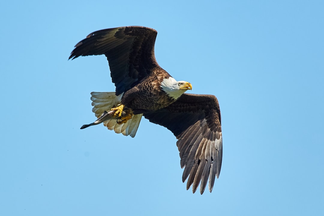 The Eagle Soars Above All Seasons (image credits: unsplash)