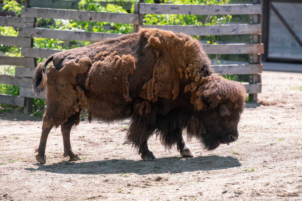 The Bison: America's True Summer Thunder (image credits: flickr)