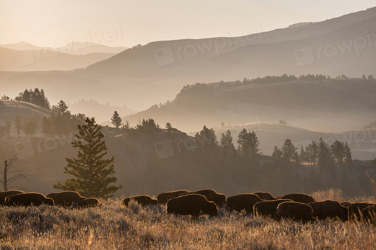 Freedom That Thunders Across the Plains (image credits: rawpixel)
