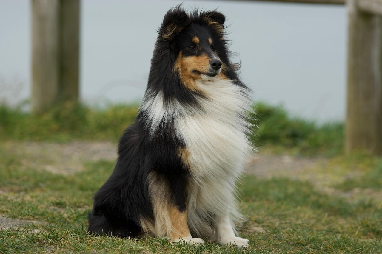 The Loyal Dog - Your Steadfast Hero Characters (image credits: pixabay)