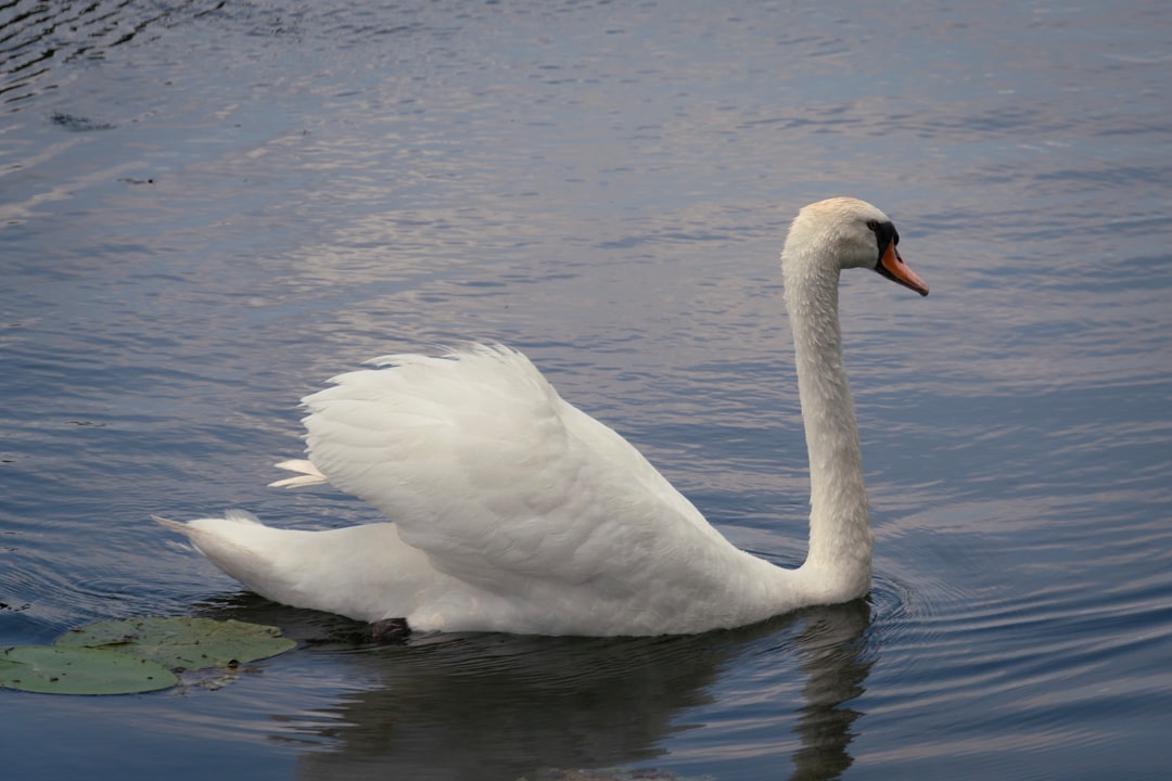 The Graceful Swan - The Elegant and Mysterious (image credits: unsplash)