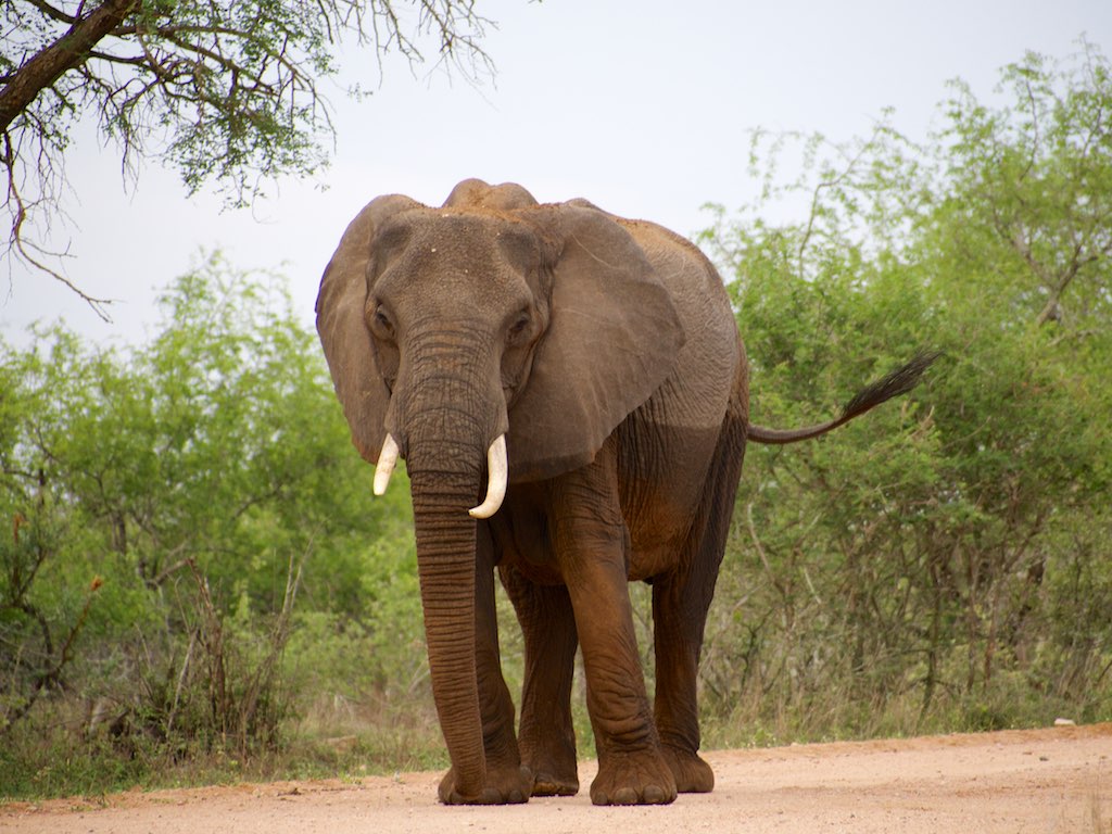 The Loyal Elephant - The Memory Keepers and Protectors (image credits: flickr)