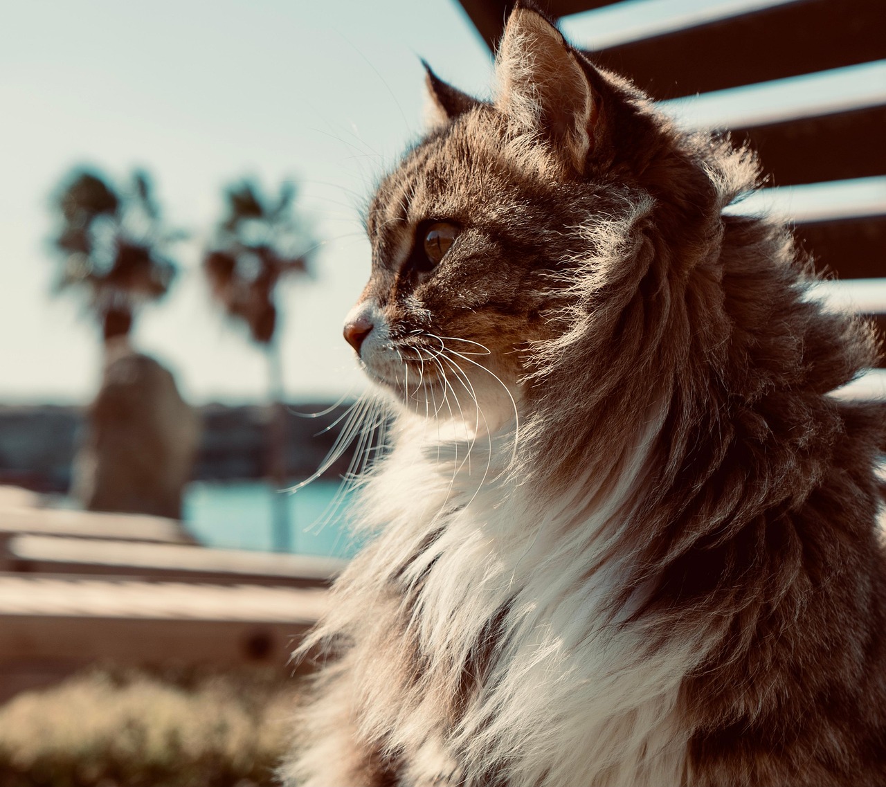 The Independent Cat - The Self-Reliant Rebels (image credits: pixabay)