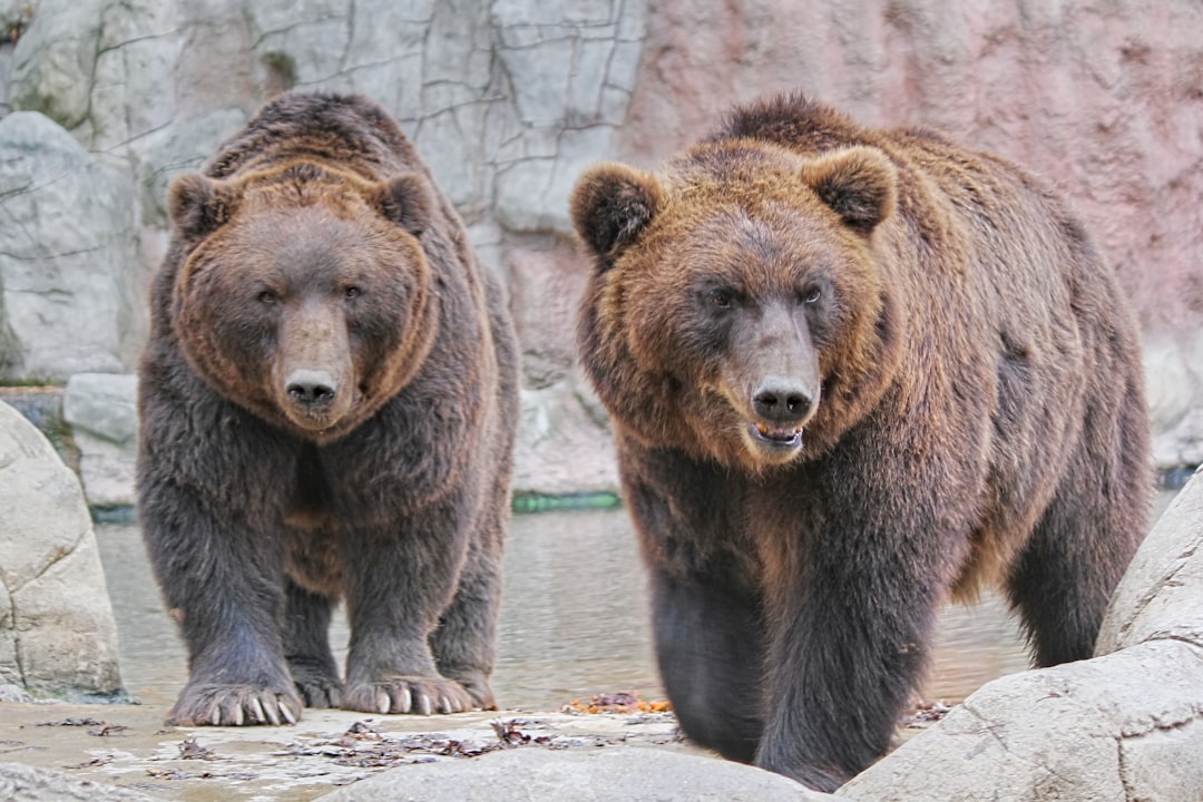 The Steadfast Bear - The Protectors and Providers (image credits: unsplash)