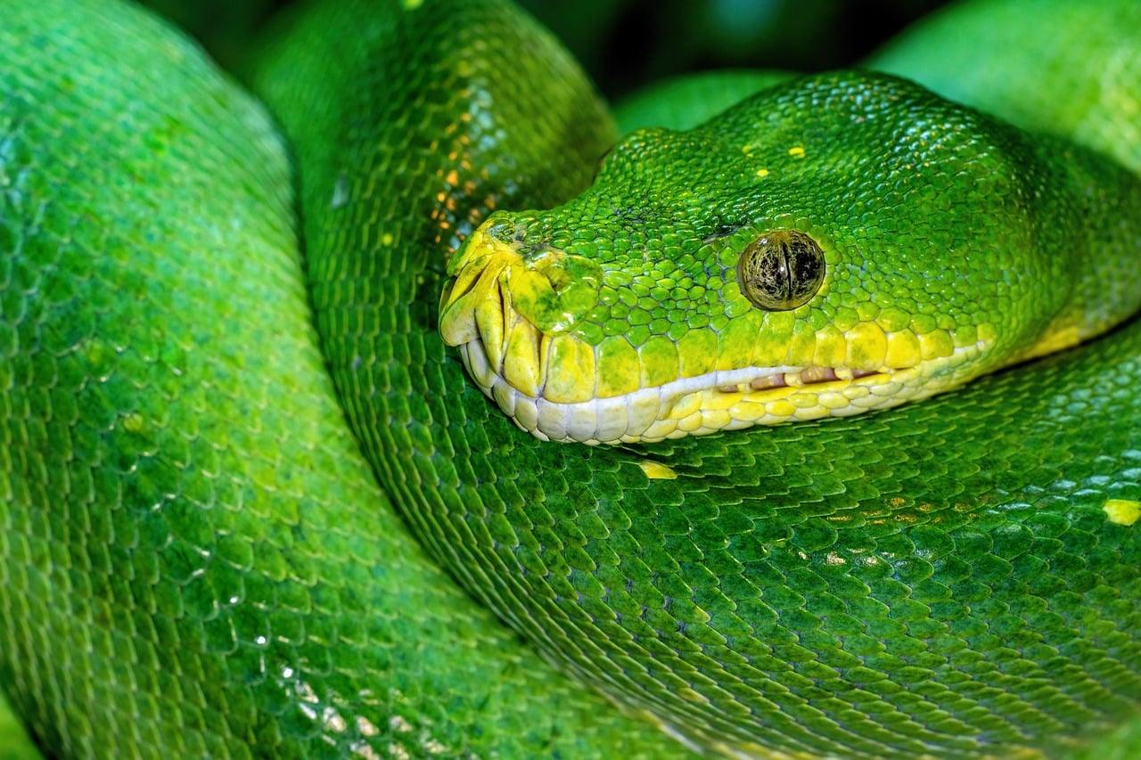 The Mysterious Snake - The Complex Anti-Heroes (image credits: pixabay)
