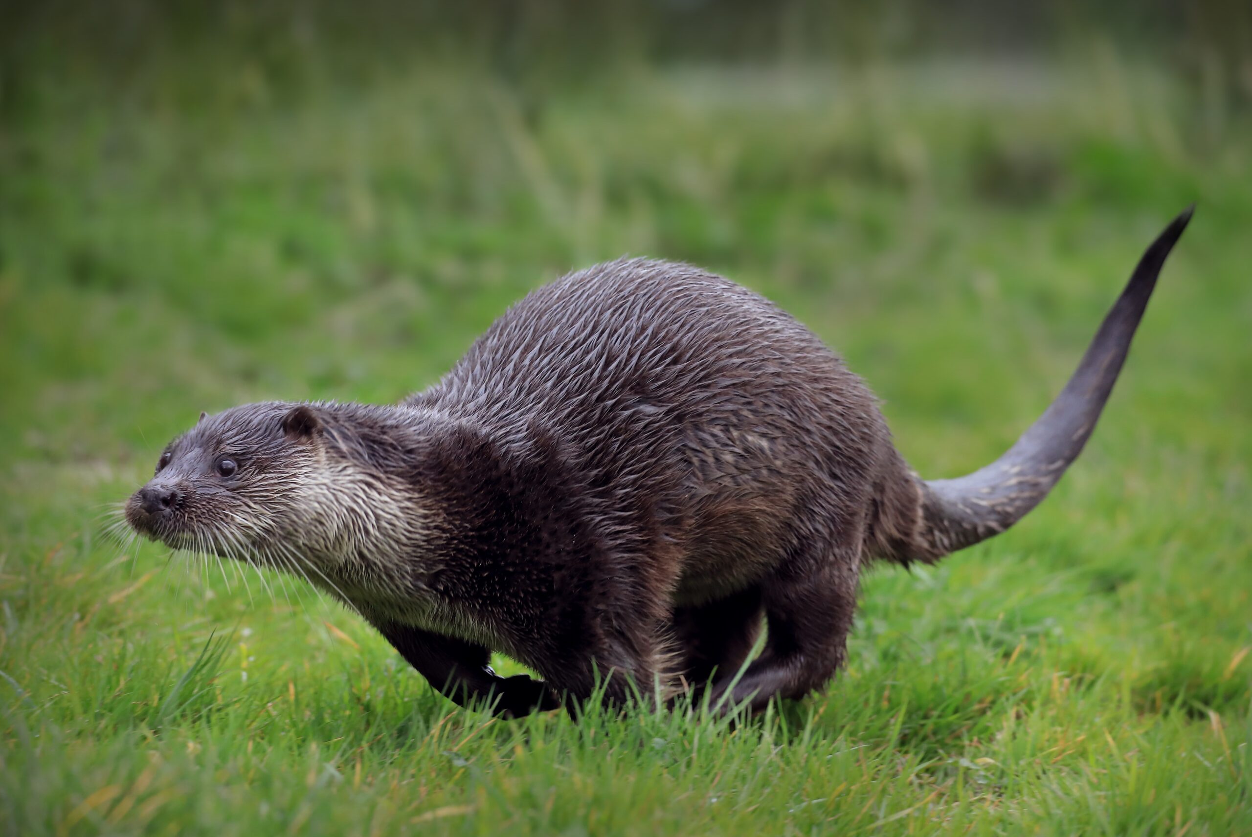 The Energetic Otter - The Optimistic Adventurers (image credits: wikimedia)
