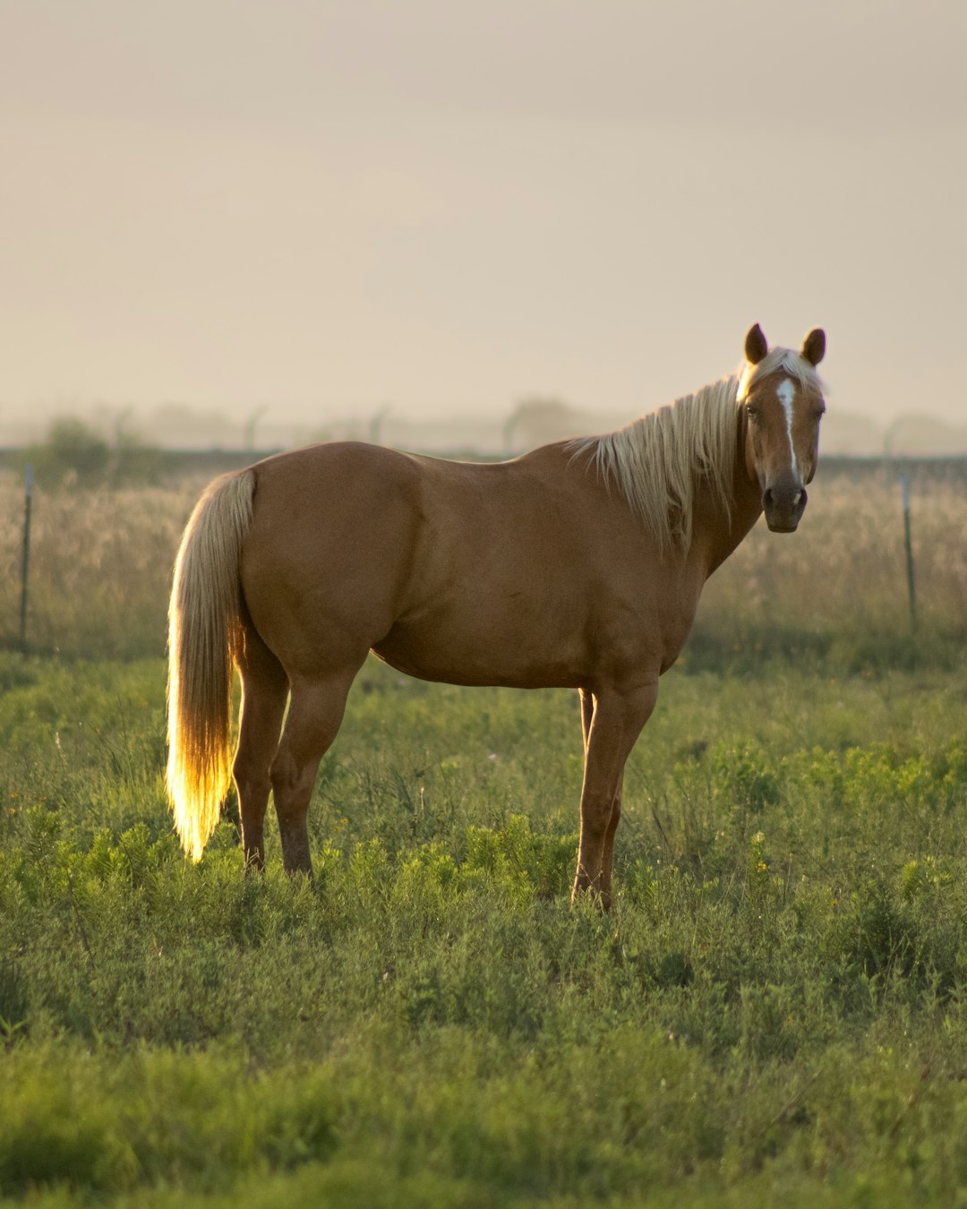 Fearless Era: The Confident Palomino Horse (image credits: unsplash)