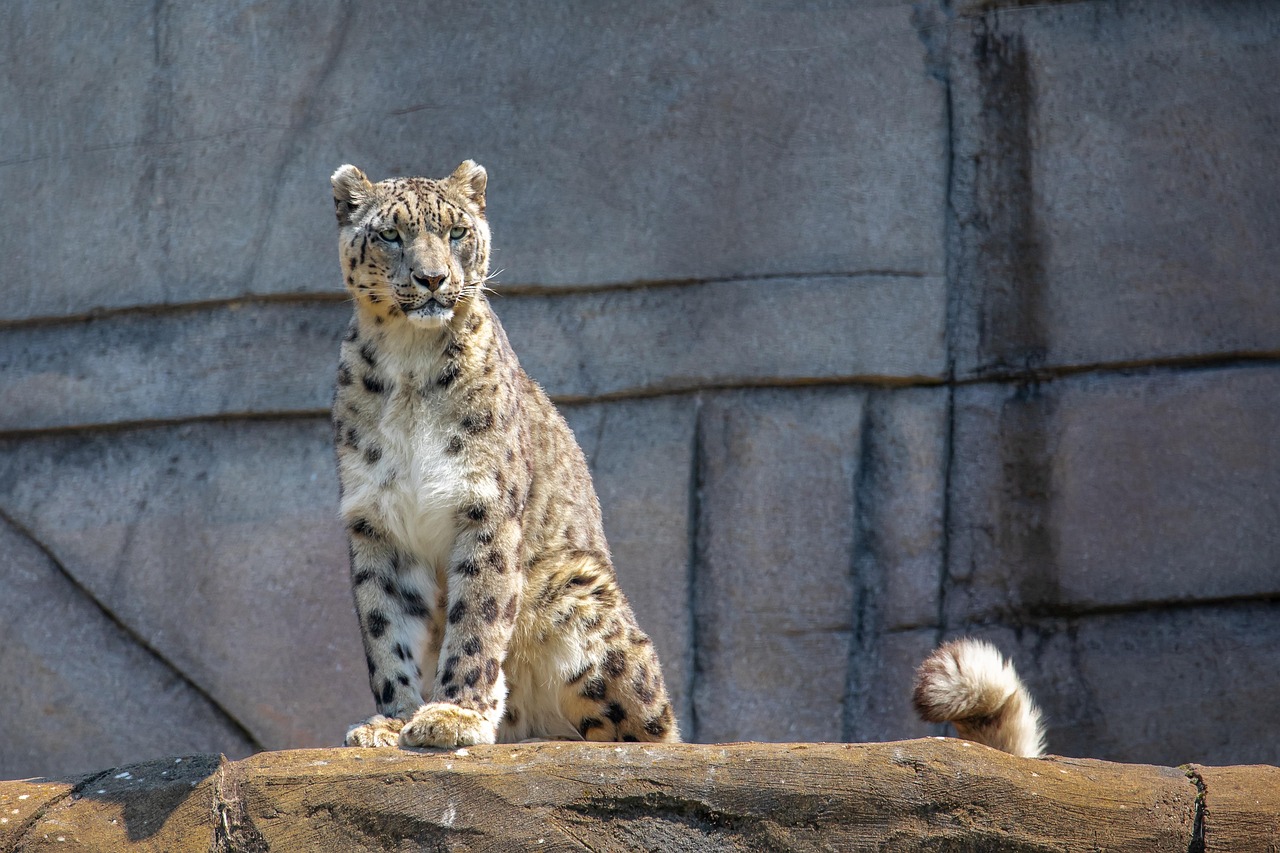 Speak Now Era: The Solitary Snow Leopard (image credits: pixabay)