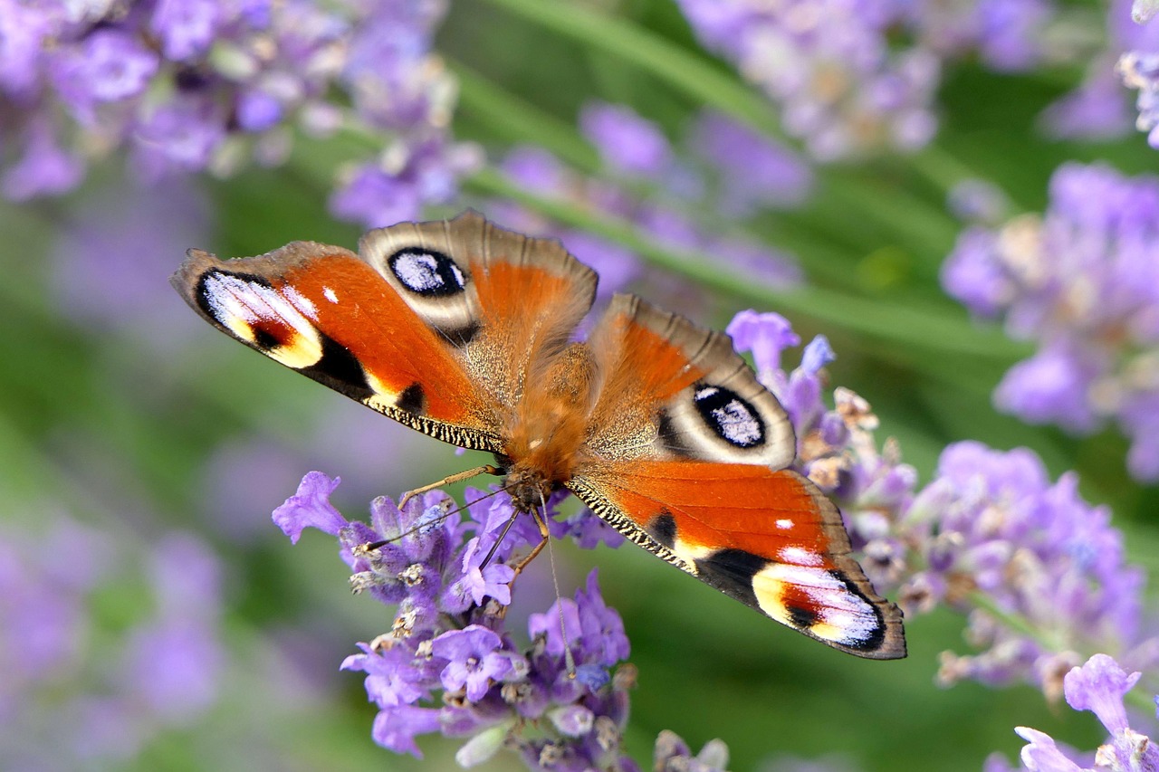 Lover Era: The Social Butterfly's Joyful Dance (image credits: pixabay)