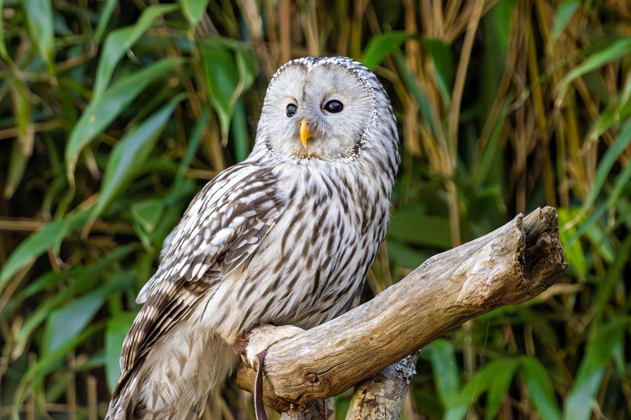 Folklore Era: The Wise Woodland Owl (image credits: pixabay)