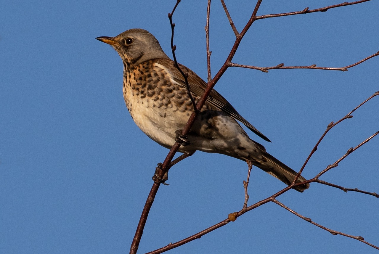 Evermore Era: The Migratory Songbird's Journey (image credits: pixabay)