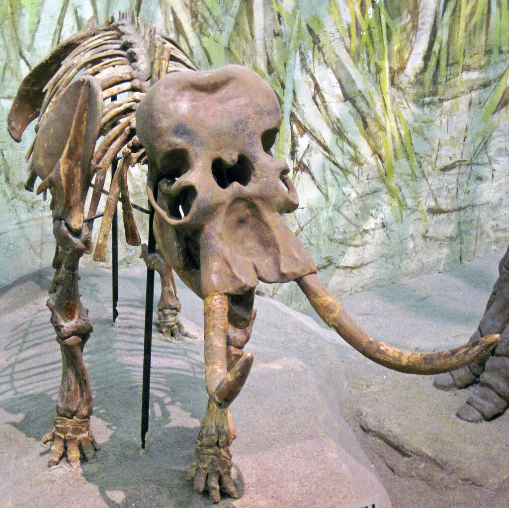 Cyclops: When Elephant Skulls Fooled Ancient Greeks (image credits: flickr)