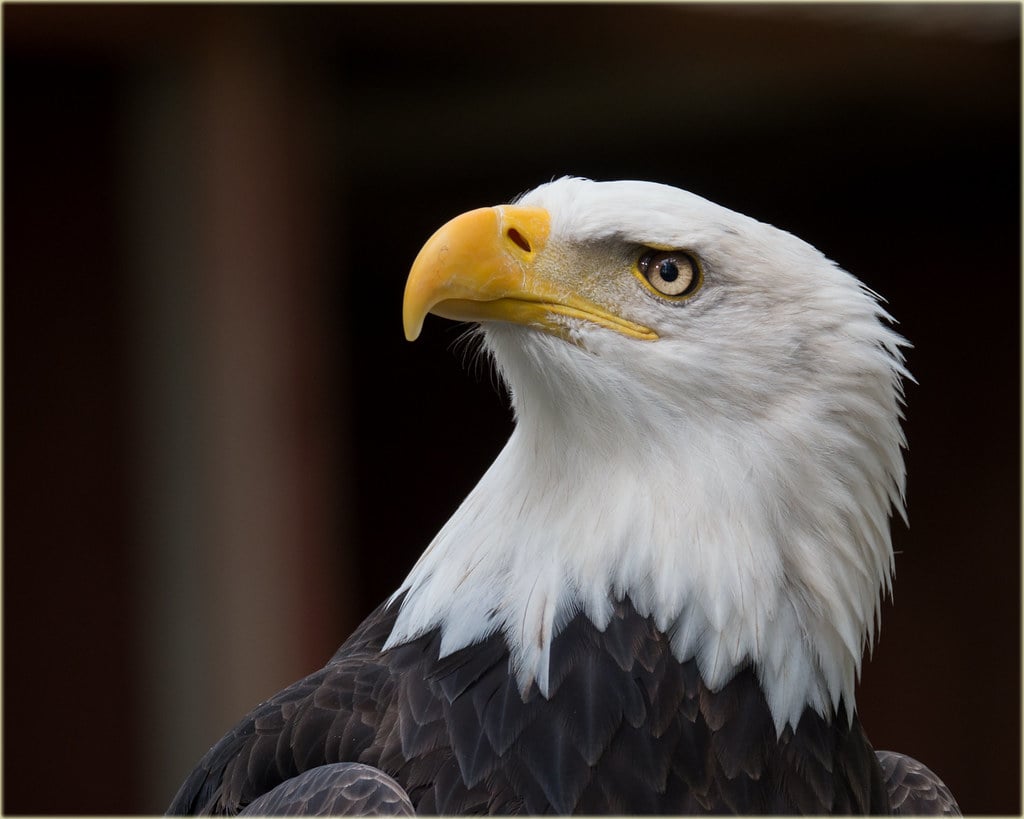 Fire Element: The Magnetic Performer - Channel Your Inner Eagle (image credits: flickr)