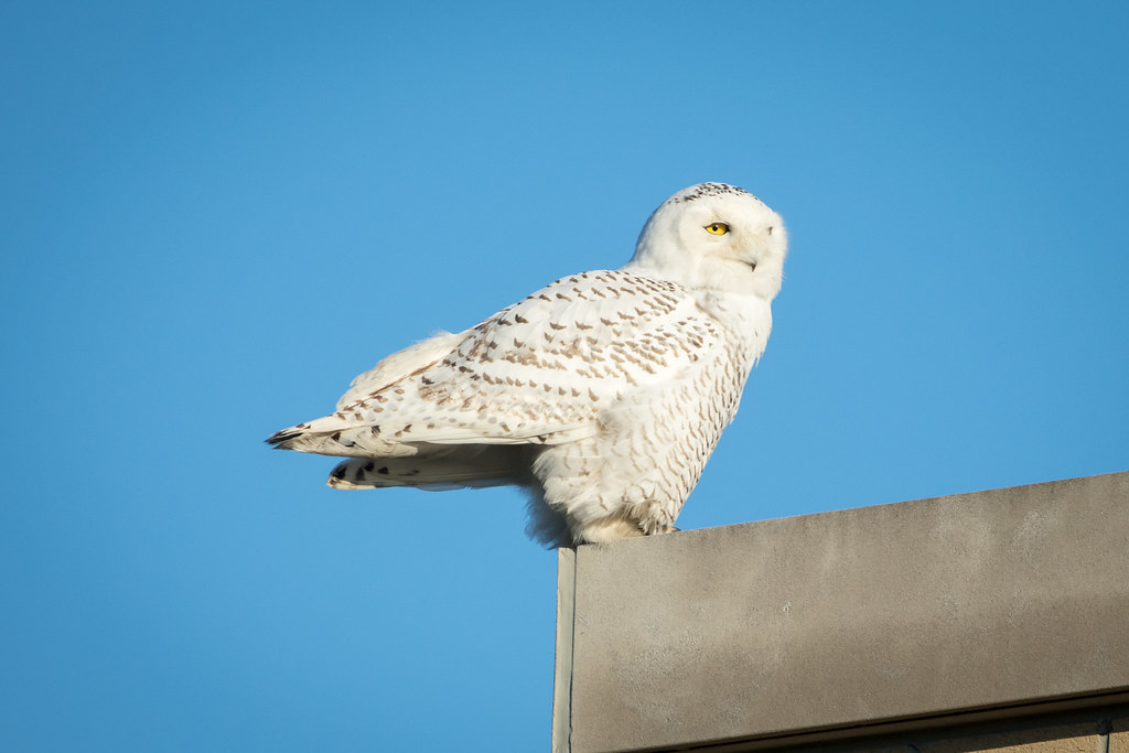 Metal Element: The Precise Perfectionist - Your Owl Wisdom (image credits: flickr)