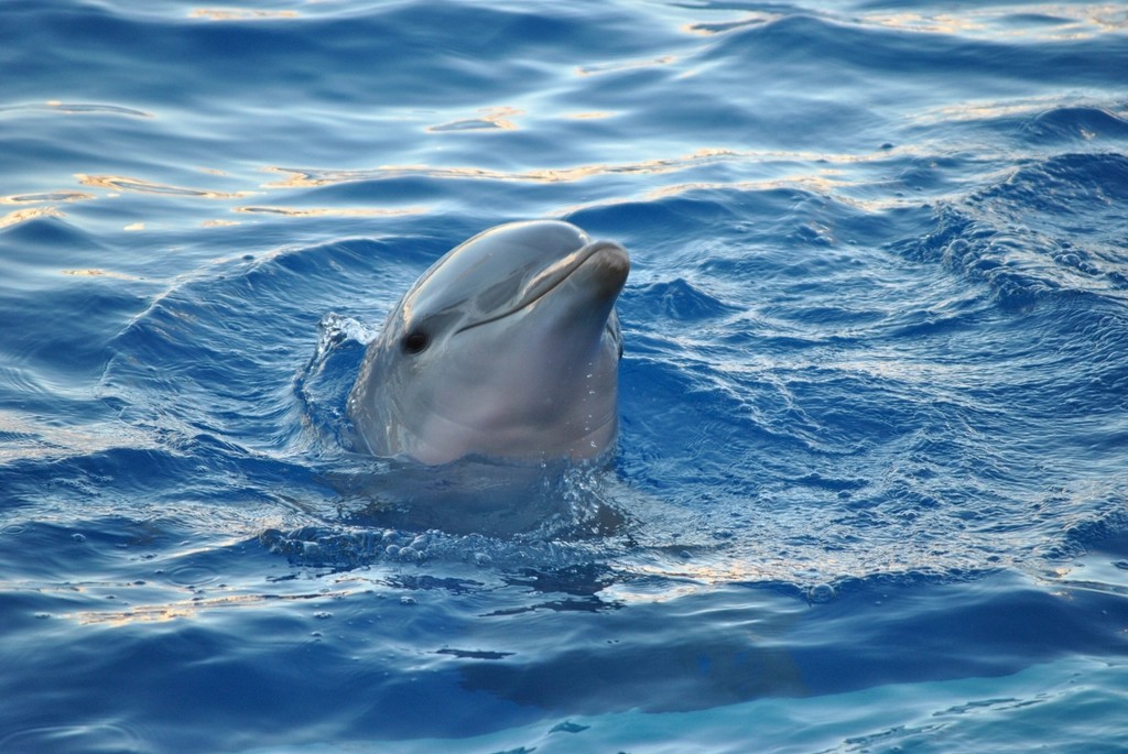 Water Element: The Flowing Innovator - Your Dolphin Intelligence (image credits: rawpixel)