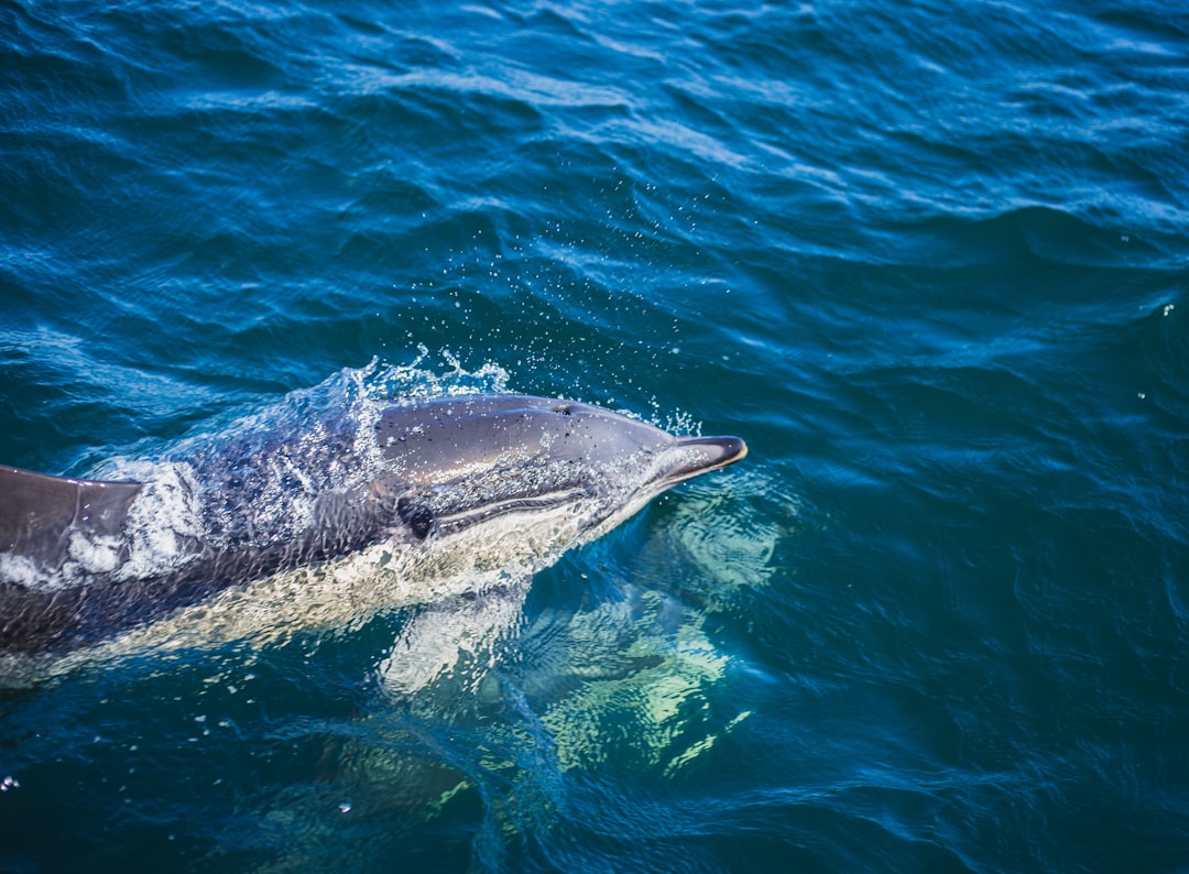 The Water-Dolphin Flow: Navigating Life's Currents (image credits: unsplash)