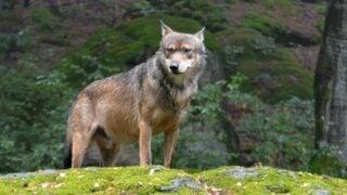 What Your Chinese Element Says About You - and the U.S. Animal That Fits