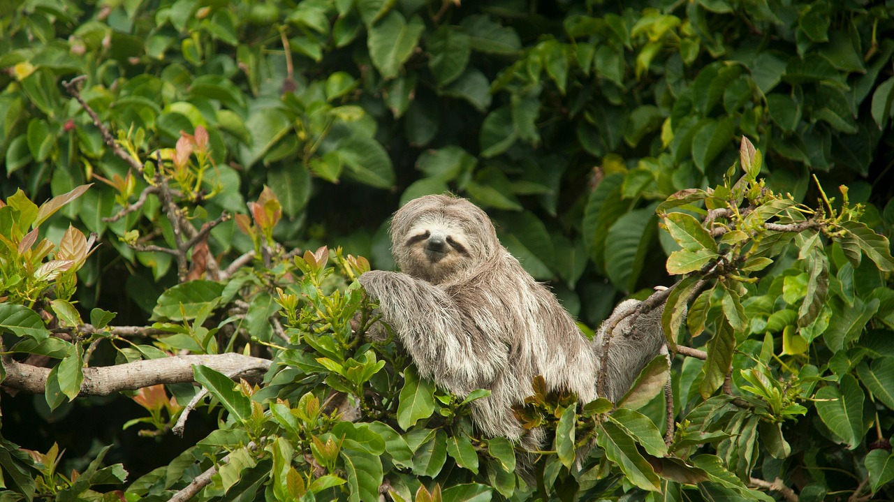 The Sloth: Master of Monday Mood (image credits: pixabay)