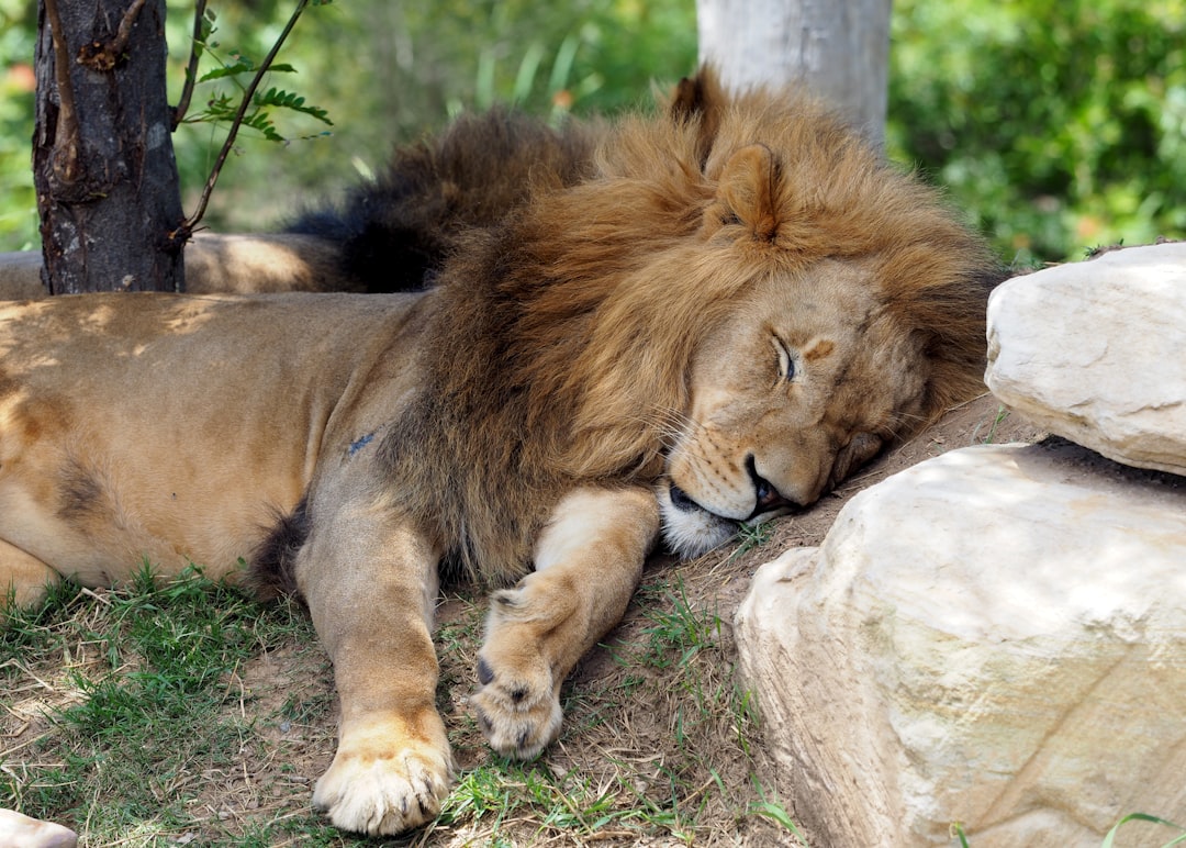 Lions: The Surprising Sleepyheads (image credits: unsplash)