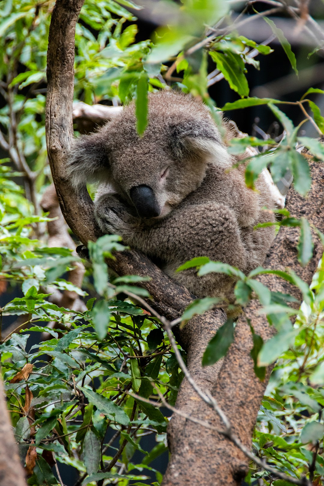 Koalas: The Professional Procrastinators (image credits: unsplash)