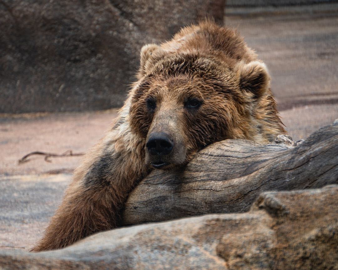 Bears: The Ultimate Monday Chronotype (image credits: unsplash)