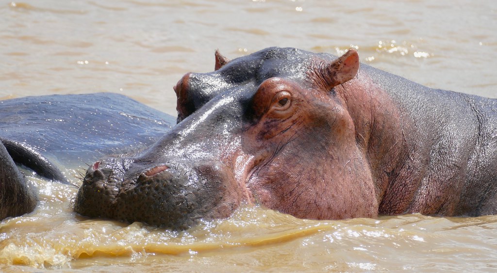 Hippos: The Aquatic Loungers (image credits: flickr)