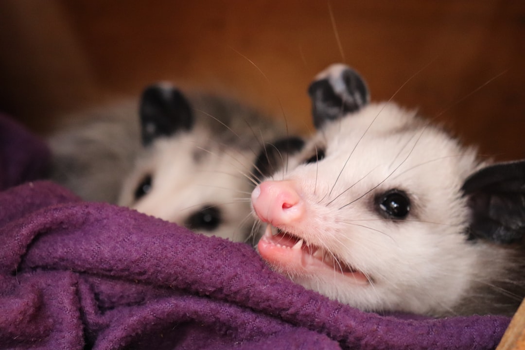 Opossums: The Strategic Sleepers (image credits: unsplash)