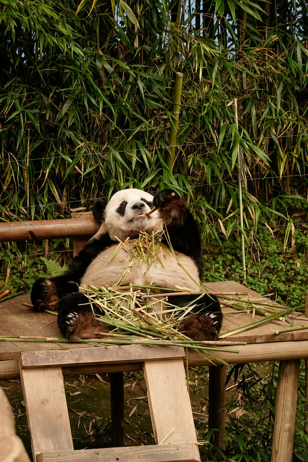 Giant Pandas: The Bamboo-Munching Introverts (image credits: unsplash)