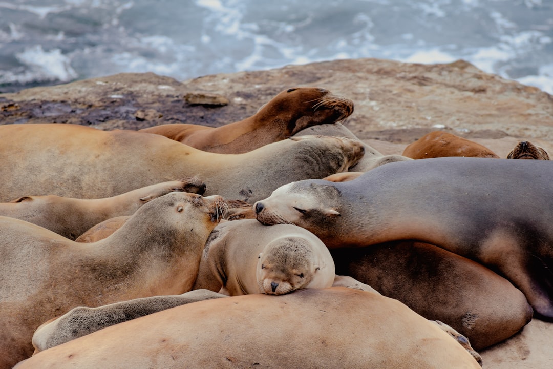 Sea Lions: The Social Sleepers (image credits: unsplash)