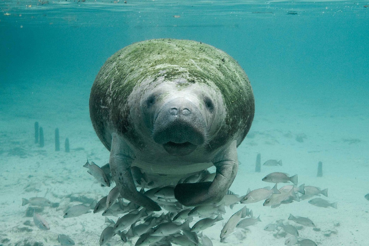 Manatees: The Gentle Monday Spirits (image credits: pixabay)