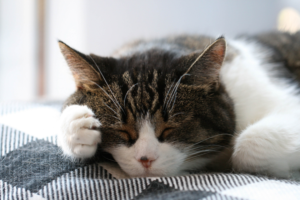 The Monday Energy Conclusion (image credits: stocksnap)