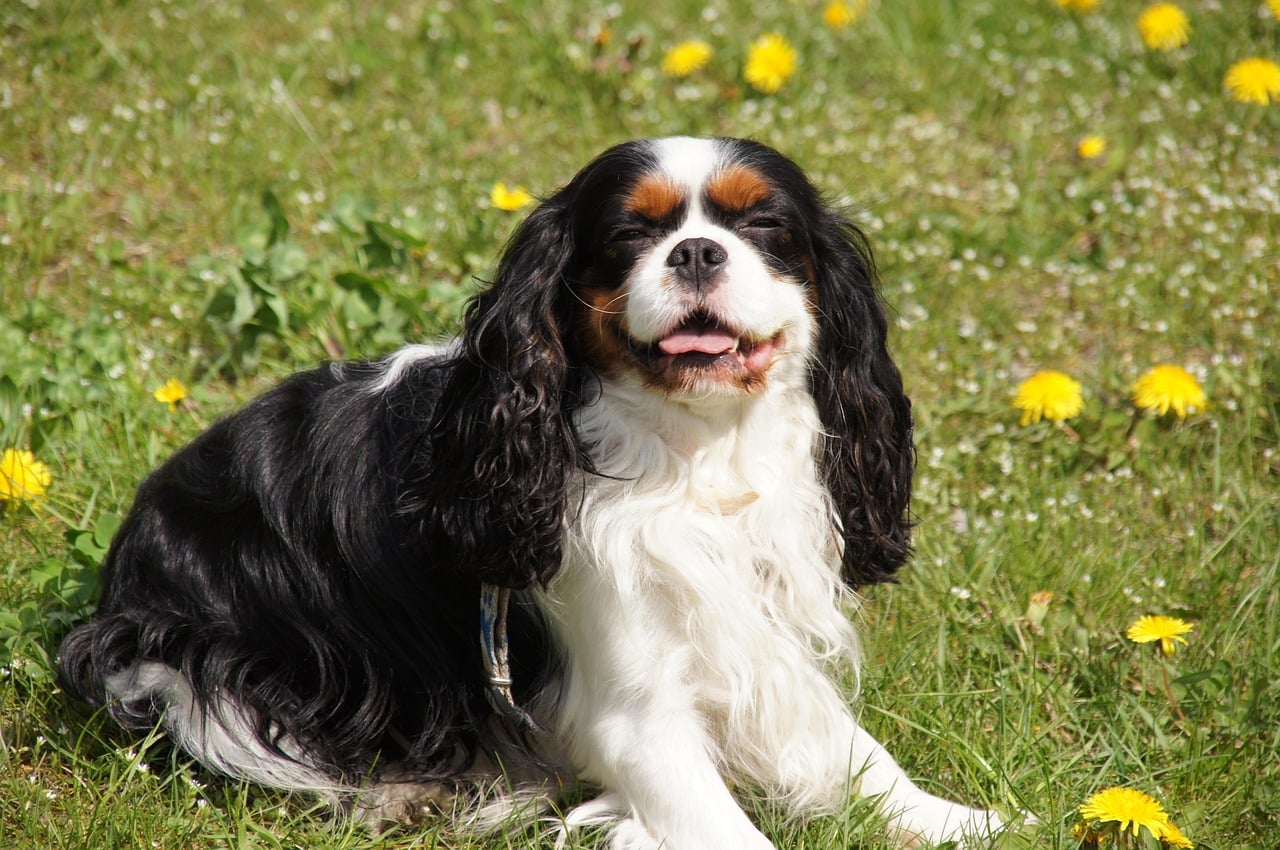 The Luxury Traveler: Pampered Pets for Five-Star Adventures (image credits: pixabay)