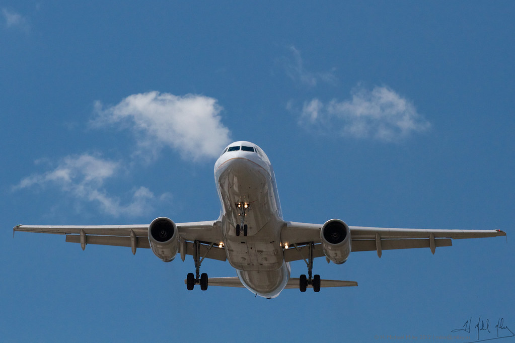 The International Explorer: Jet-Setting with Passport-Ready Pets (image credits: flickr)