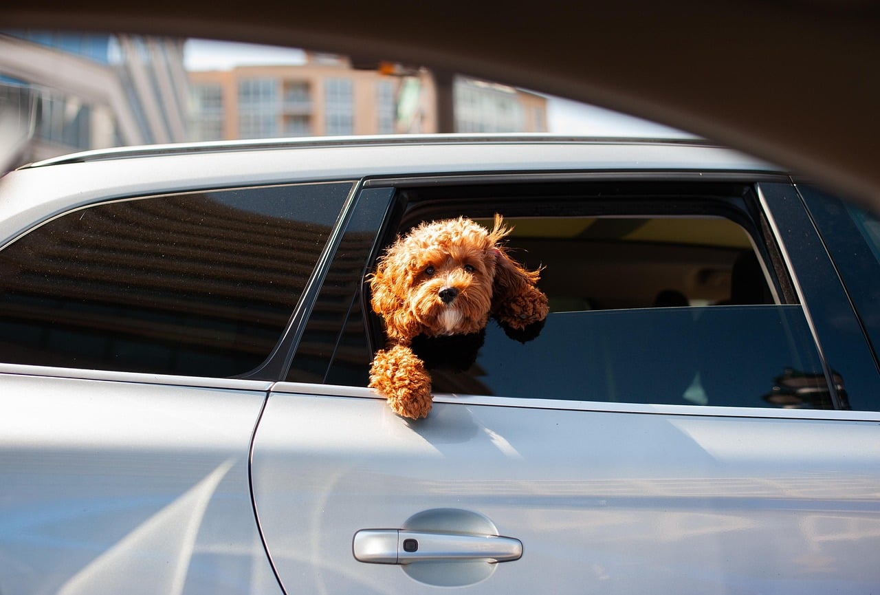 The City Hopper: Urban Adventures with Metropolitan Pets (image credits: pixabay)