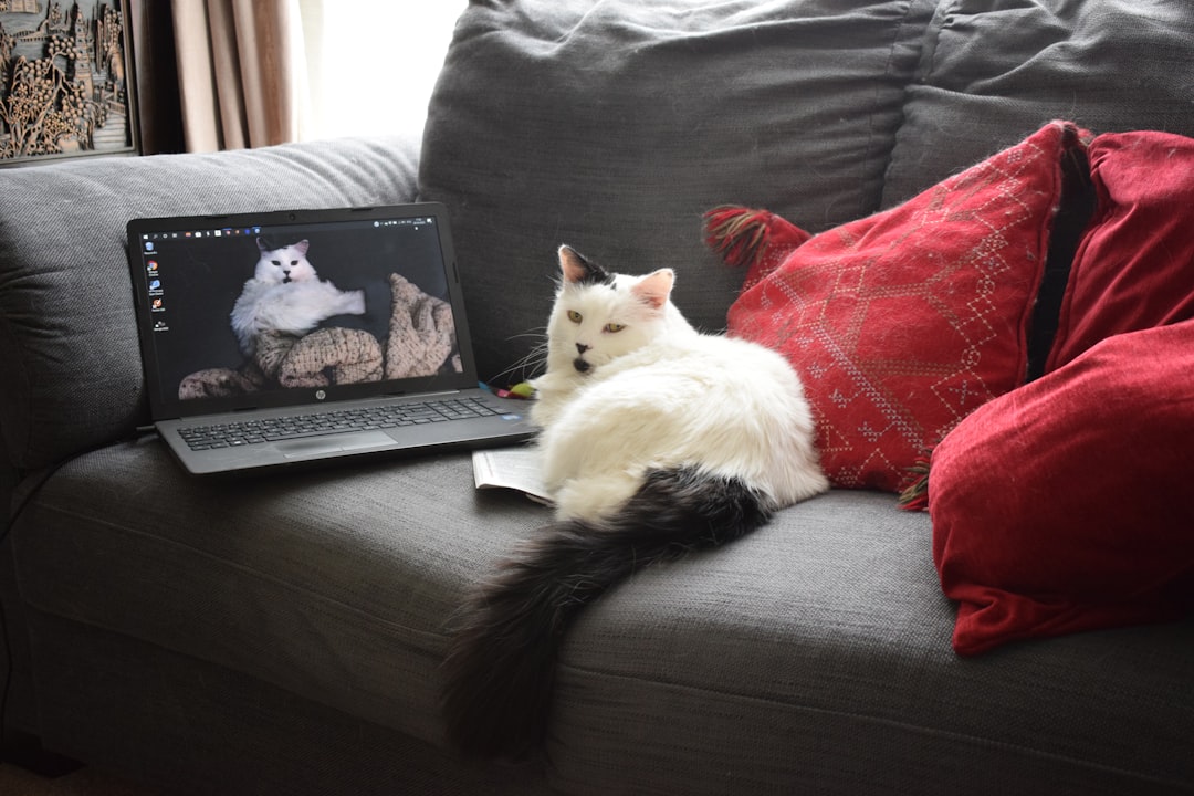 The Slow Traveler: Pets for Extended Stays and Digital Nomads (image credits: unsplash)