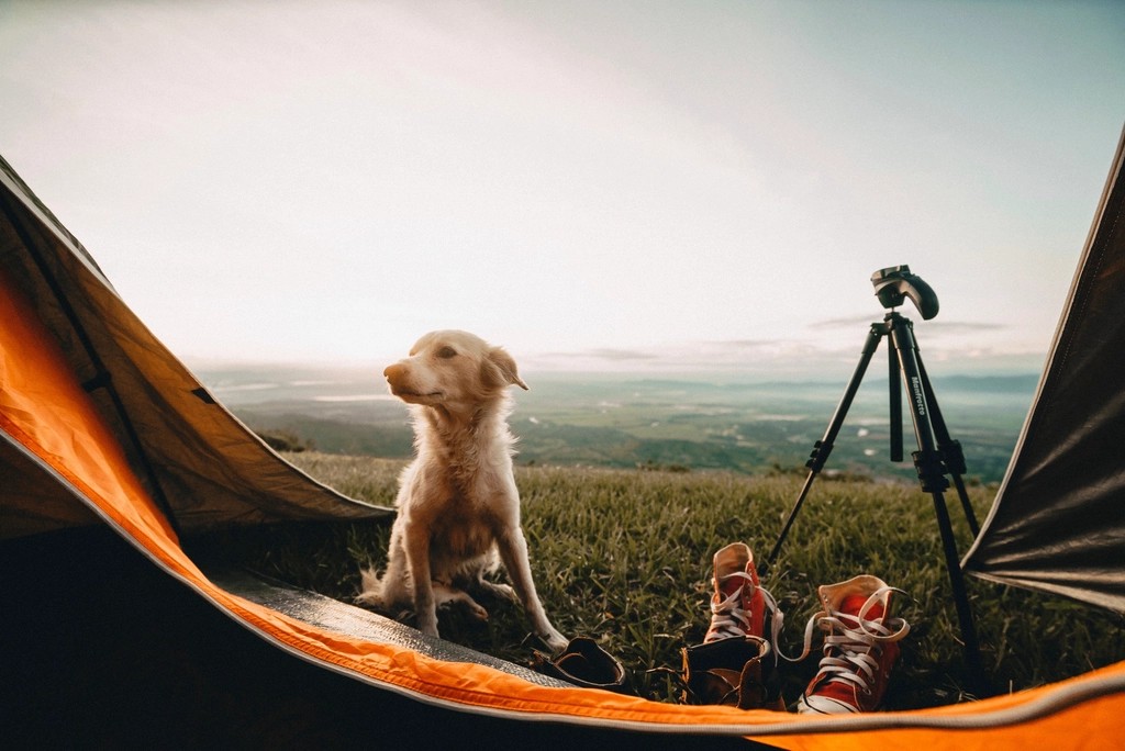The Camping Enthusiast: Wilderness-Ready Animal Companions (image credits: rawpixel)