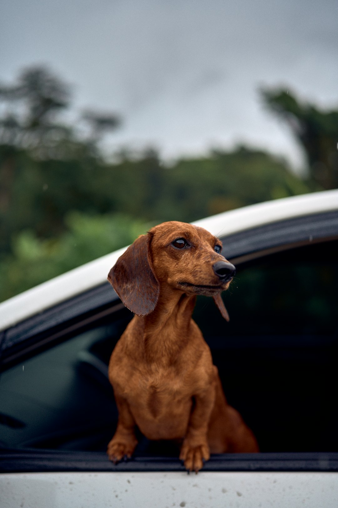 The Spontaneous Traveler: Adaptable Pets for Last-Minute Plans (image credits: unsplash)