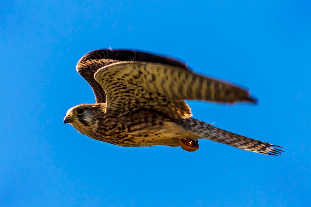 The Entry Fragger: Peregrine Falcon - Speed Demon of the Skies (image credits: unsplash)