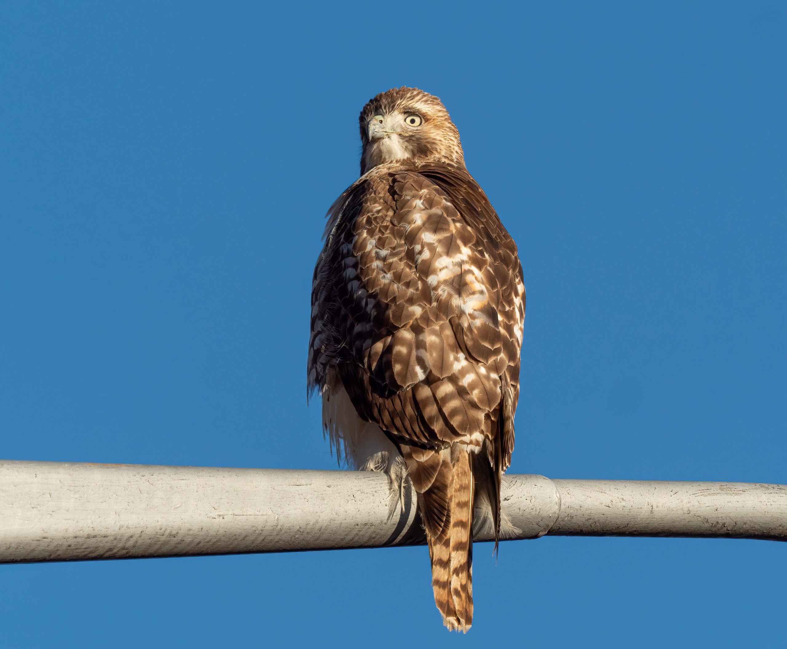 The AWPer: Red-Tailed Hawk - The Patient Sniper (image credits: wikimedia)